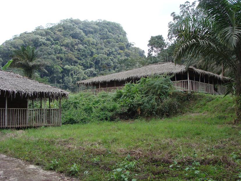 Huts in front of trees