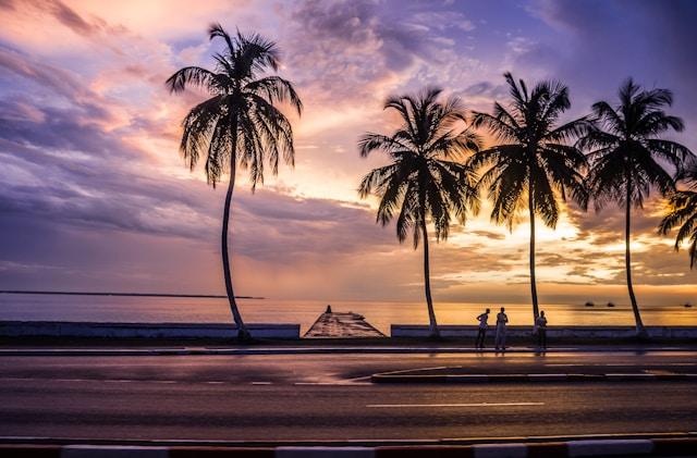 Silhouette of palm tree near the water at sunset