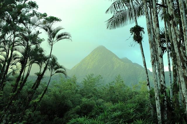 Green palm trees near a mountain