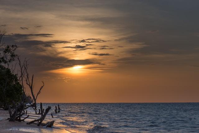 Driftwood on beach shore